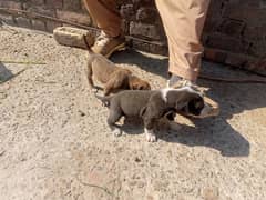 Bully dog pup for sale