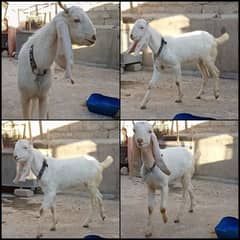 Gulabi Cross Bakra For Sale