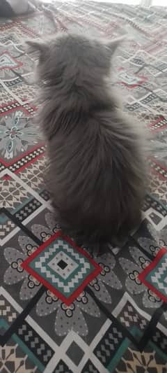 persian cat