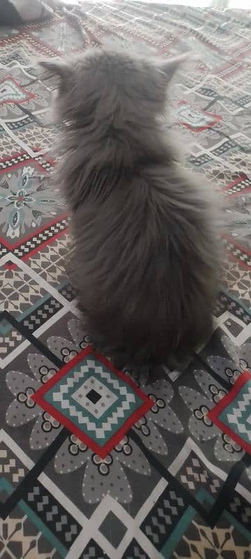 persian cat 0