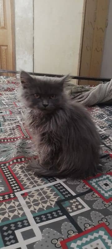 persian cat 2