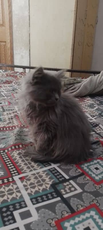 persian cat 3