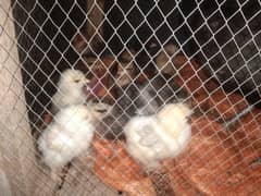 golden and grey buff hen chicks, fertile eggs ,one pair for sale