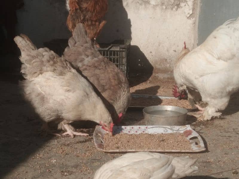 golden and grey buff hen chicks, fertile eggs ,one pair for sale 2