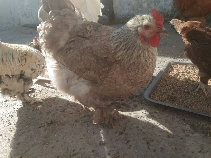 golden and grey buff hen chicks, fertile eggs ,one pair for sale 3