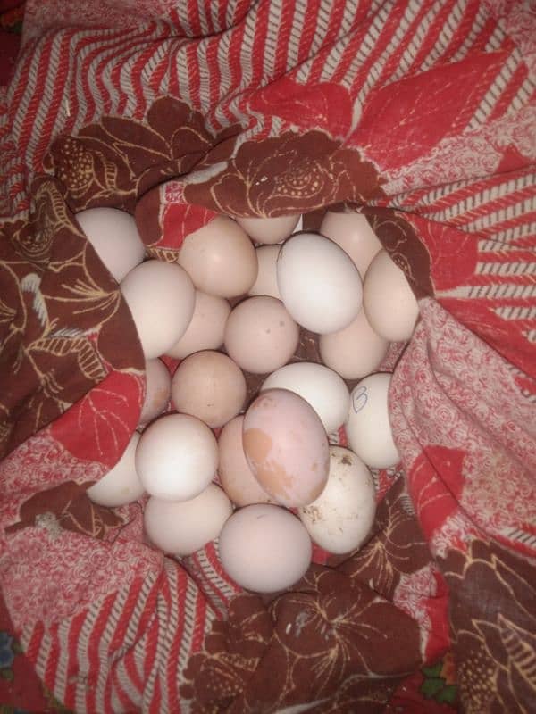 golden and grey buff hen chicks, fertile eggs ,one pair for sale 4