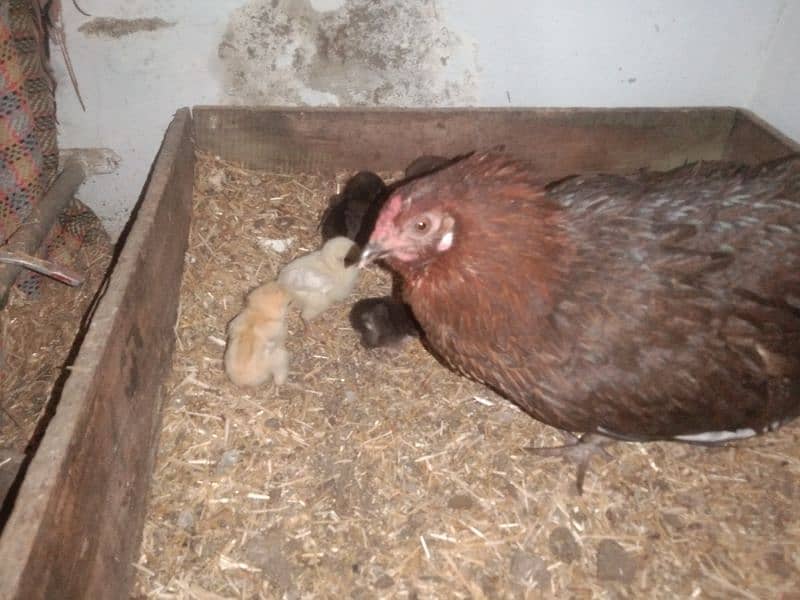 golden and grey buff hen chicks, fertile eggs ,one pair for sale 5