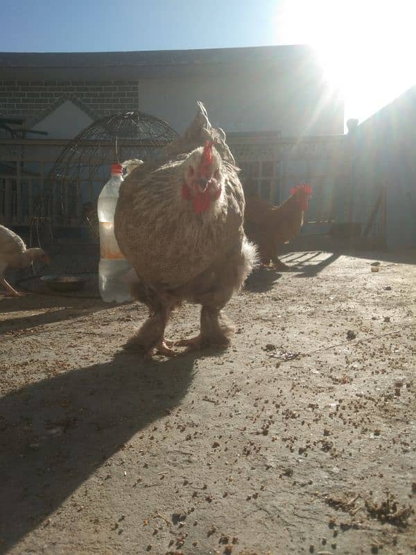 golden and grey buff hen chicks, fertile eggs ,one pair for sale 8