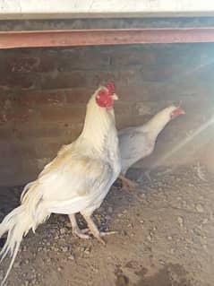 Aseel white breeder pair