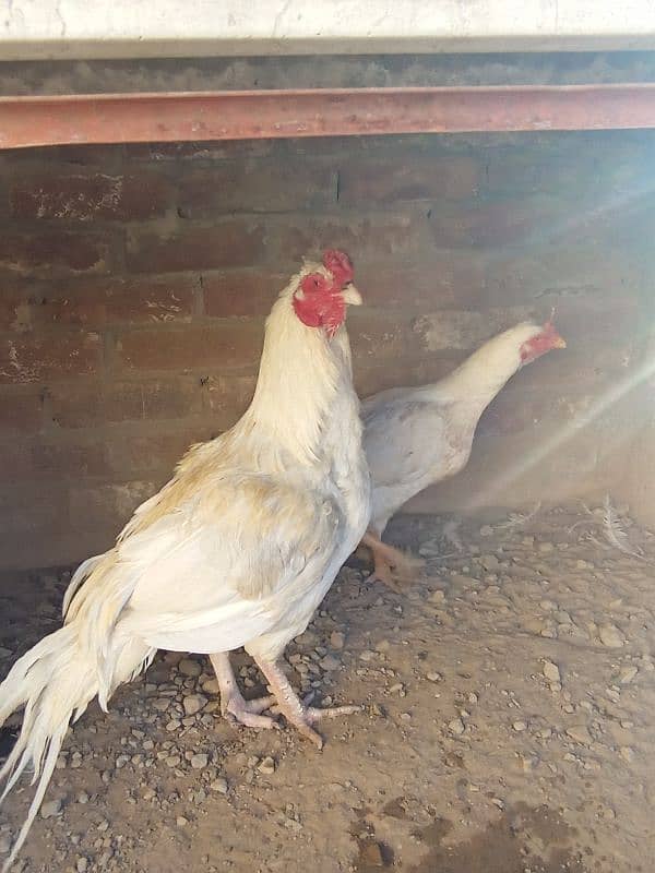 Aseel white breeder pair 0