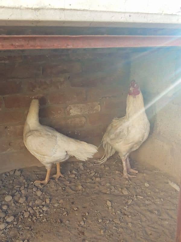 Aseel white breeder pair 1