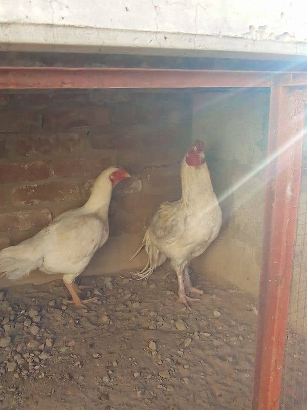 Aseel white breeder pair 2