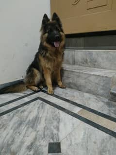 11 months age pink pedigree