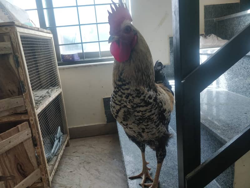 Desi Murgha (Roaster) (Hen) 0