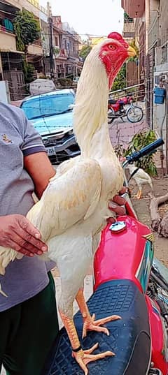 king size shamo chicks /high quality / white shamo/pure aseel shamo