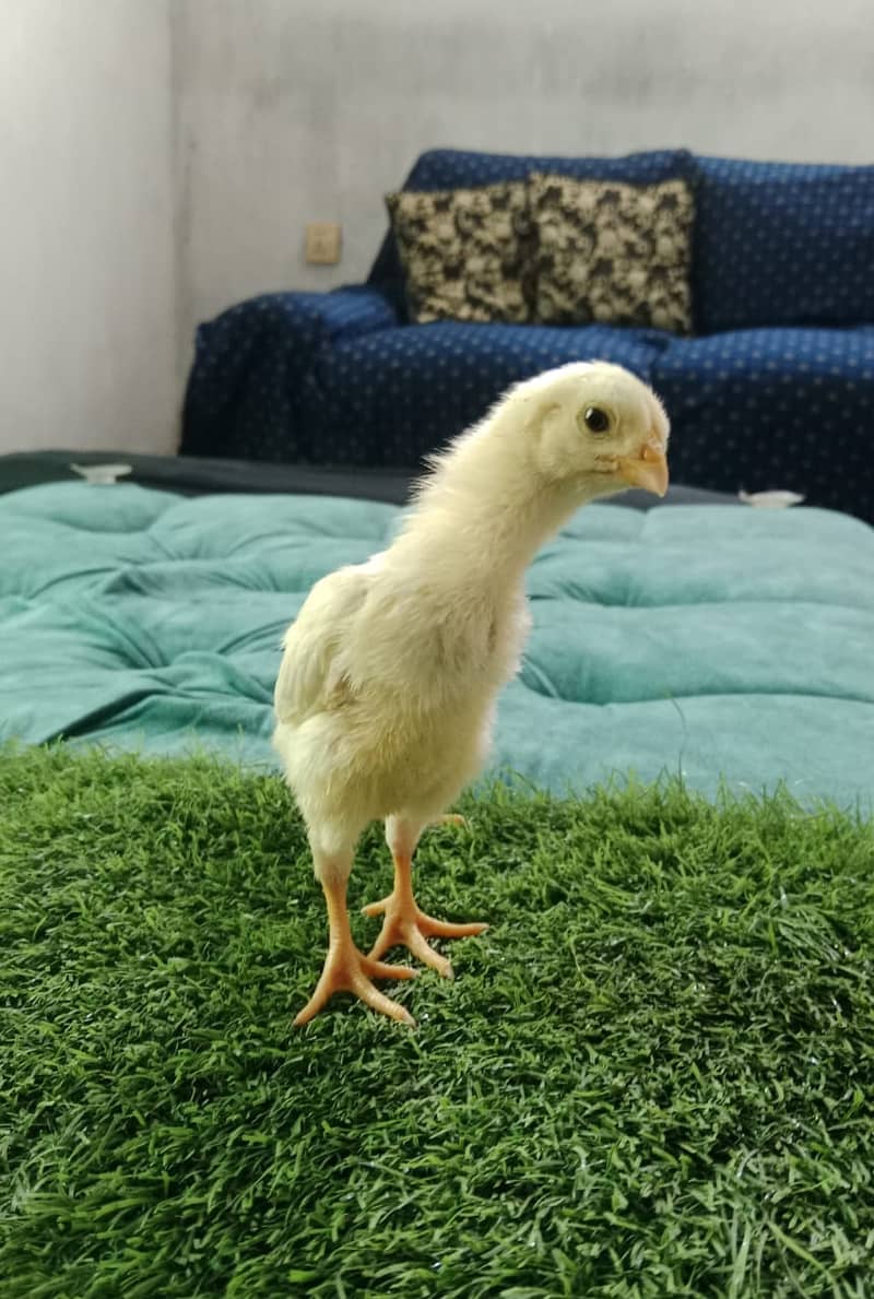 king size shamo chicks /high quality / white shamo/pure aseel shamo 1