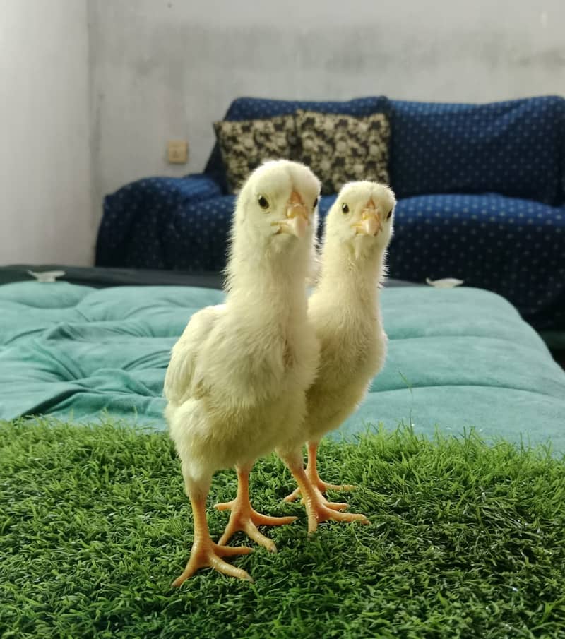 king size shamo chicks /high quality / white shamo/pure aseel shamo 2