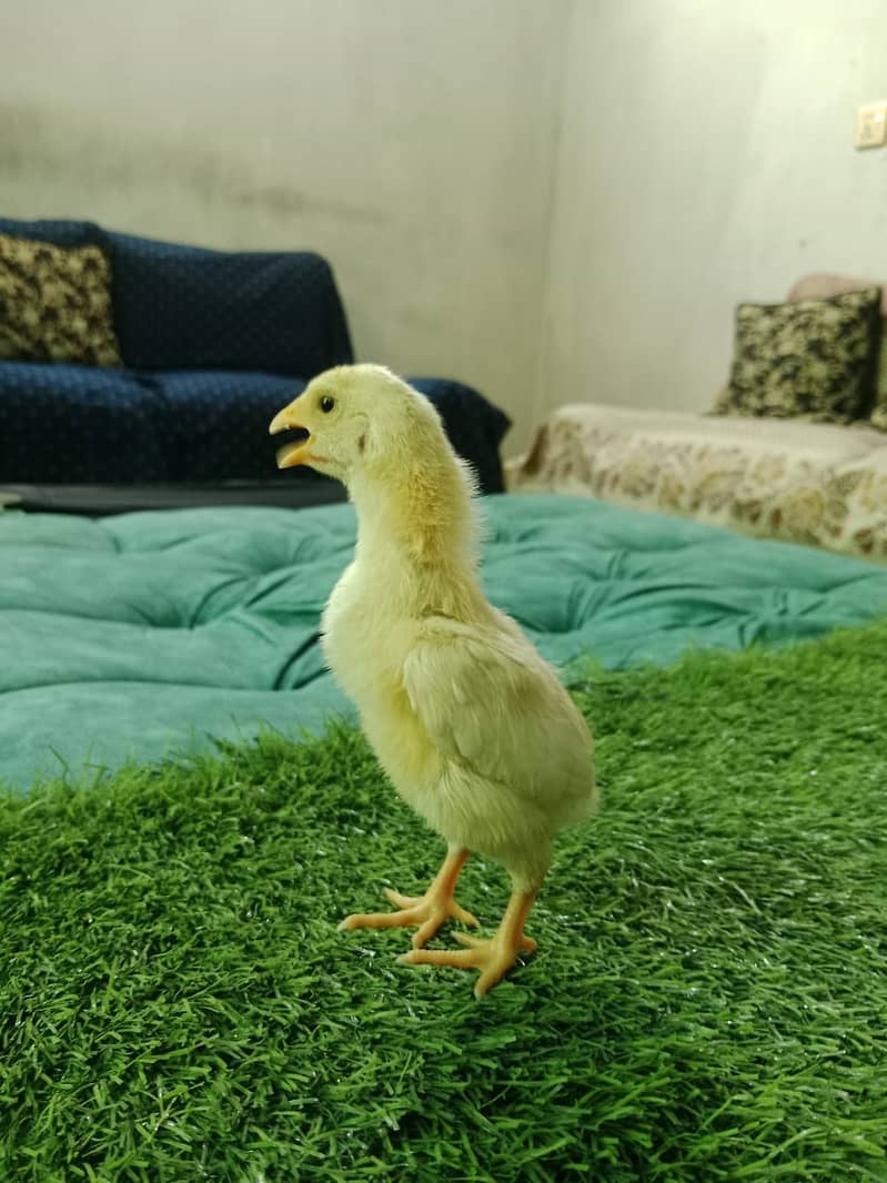 king size shamo chicks /high quality / white shamo/pure aseel shamo 3