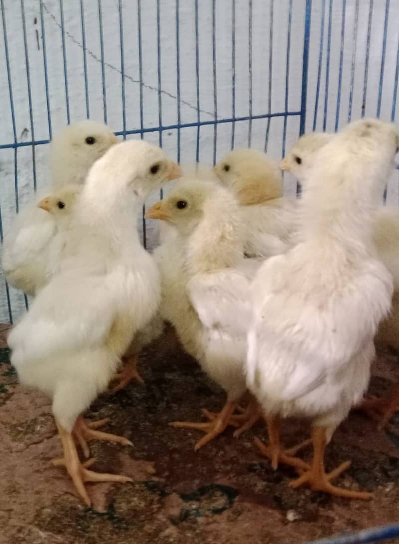 king size shamo chicks /high quality / white shamo/pure aseel shamo 4