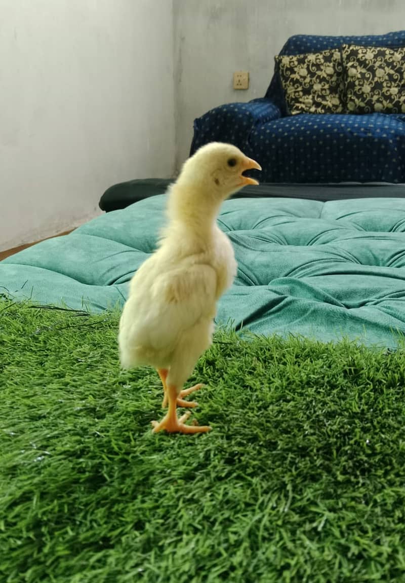 king size shamo chicks /high quality / white shamo/pure aseel shamo 5