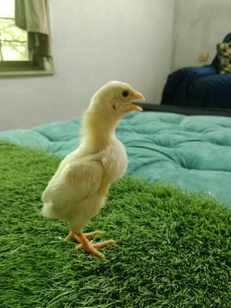 king size shamo chicks /high quality / white shamo/pure aseel shamo 6