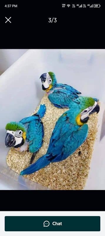 blue Macaw parrot checks for sale03319974101 0