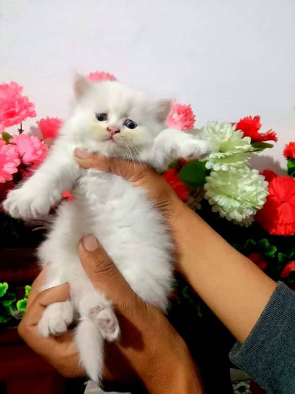 Persian kittens 0