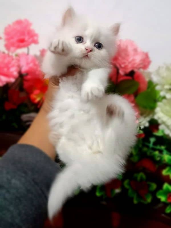 Persian kittens 1