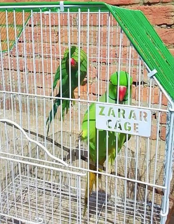 talking parrot pair 03117297725 0