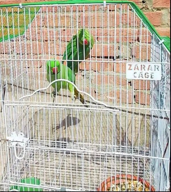 talking parrot pair 03117297725 1