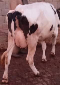 Friesian Australian,Jersey sahiwal cross , Heifer or Breeder