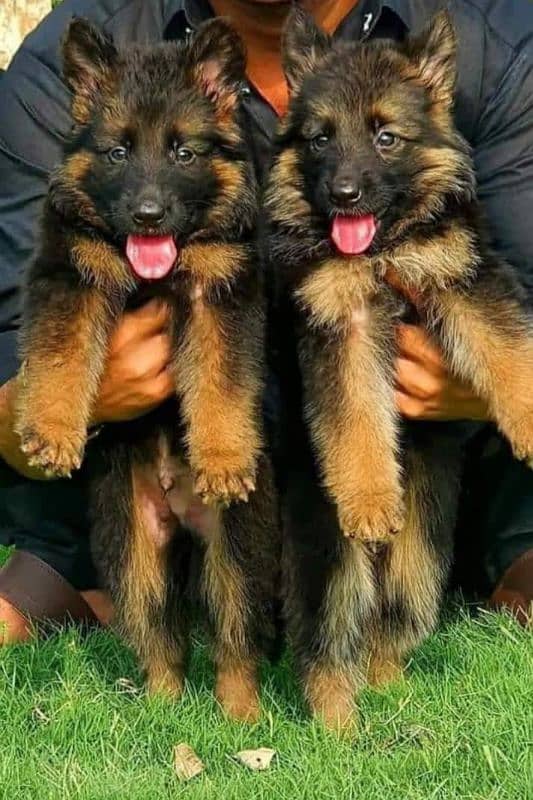 German shepherd puppies My WhatsApp 03015880301 4