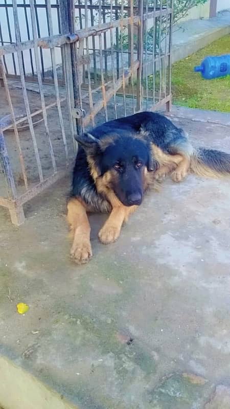 German Shepherd (Male) 0