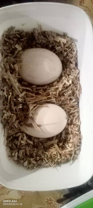 Black shoulder peacock egg 1