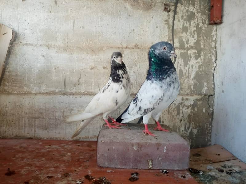 Golden Lakhi Pigeon Pair For Sale 0