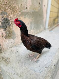 Aseel Murgi Hen