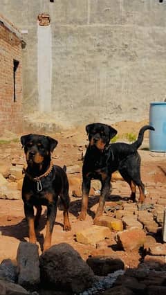 Rottweiler young Pairs