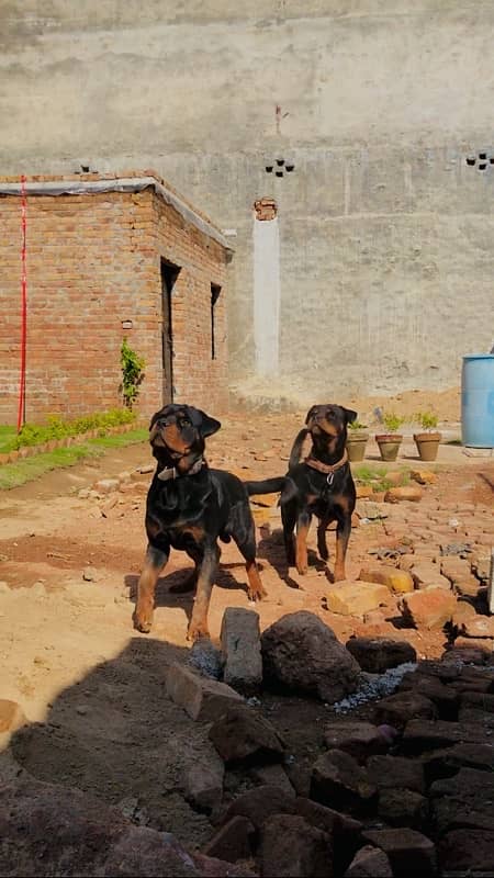 Rottweiler young Pairs 1