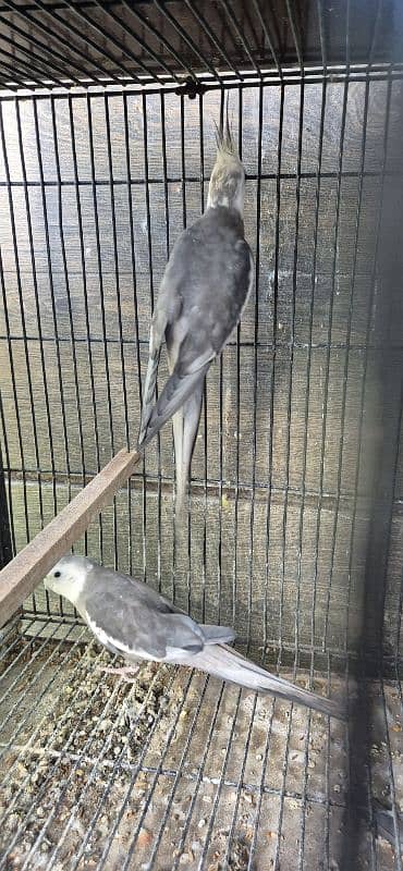 cocktail parrot urgent sale looking for new home 5