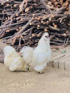 white silkie egg laying breeder pair and chicks available