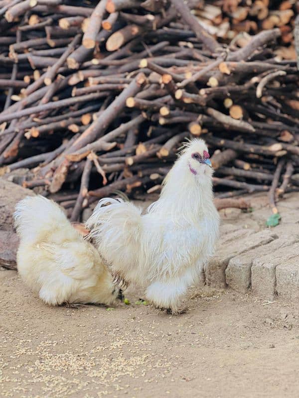 white silkie egg laying breeder pair and chicks available 0