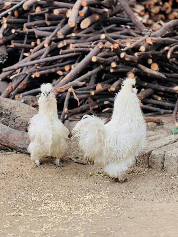 white silkie egg laying breeder pair and chicks available 1