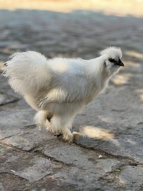 white silkie egg laying breeder pair and chicks available 2