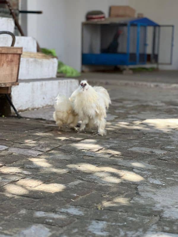 white silkie egg laying breeder pair and chicks available 3