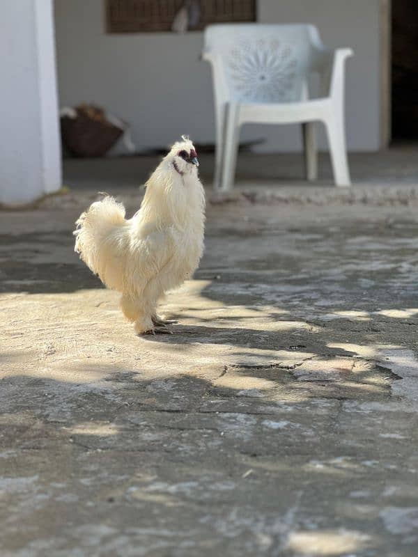 white silkie egg laying breeder pair and chicks available 4