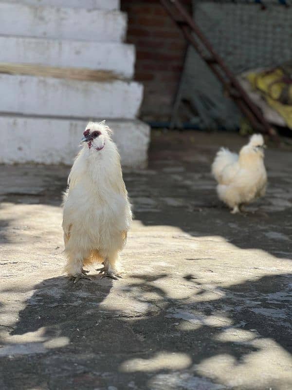 white silkie egg laying breeder pair and chicks available 5