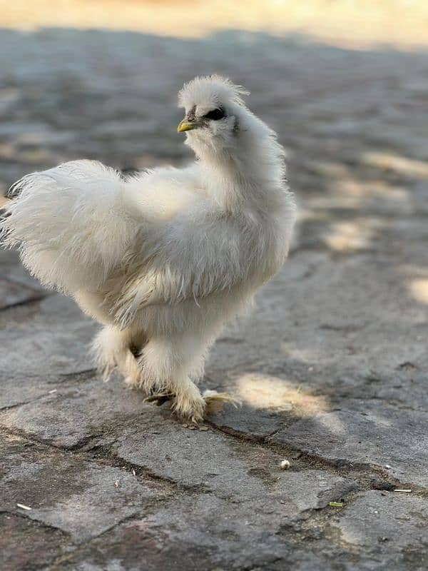 white silkie egg laying breeder pair and chicks available 6