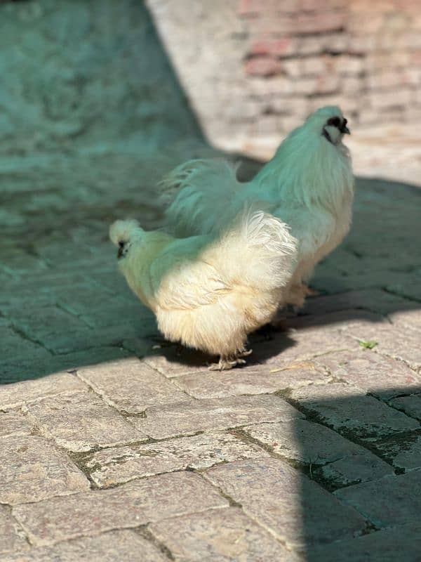 white silkie egg laying breeder pair and chicks available 7