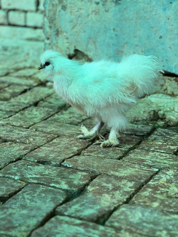 white silkie egg laying breeder pair and chicks available 8