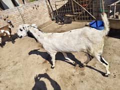 lamba kad khat wali bakri 3 month ghaban